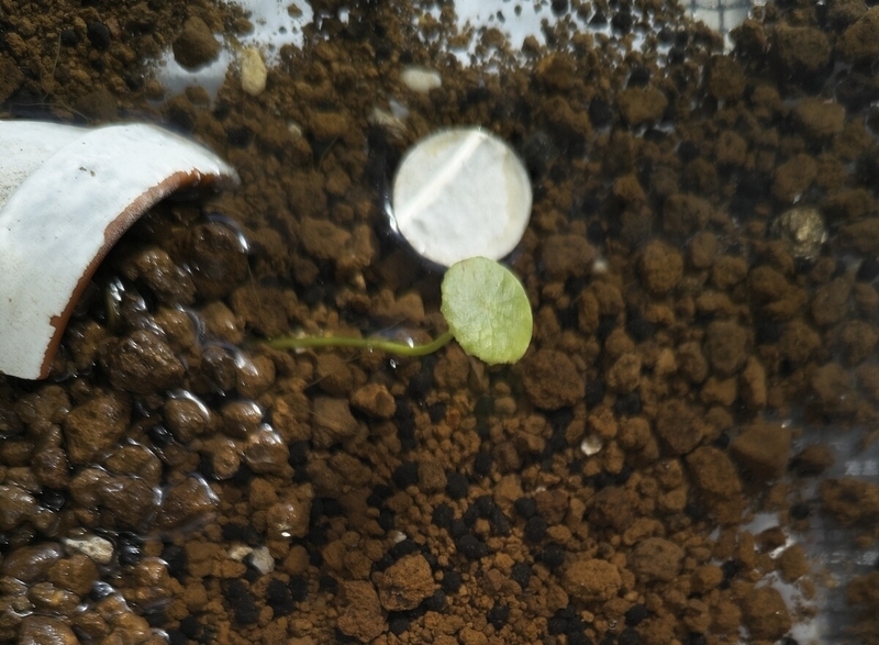 ウォーターマッシュルーム