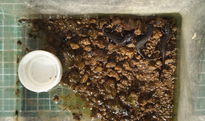 yearling of アカハライモリ