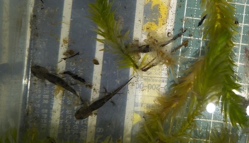 Salamandra salamandra s. 基亜種の幼生