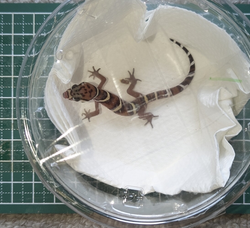 ボウシトカゲモドキ