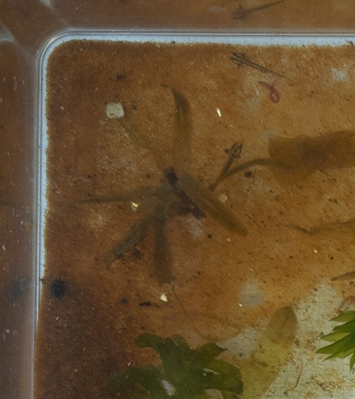 フロリダブチイモリ幼生2