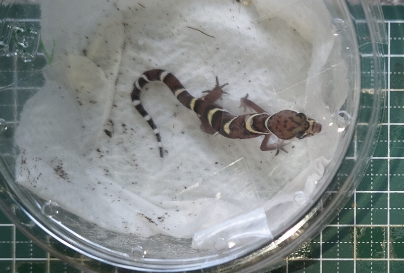 ボウシトカゲモドキ