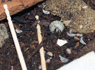 オカダンゴムシパイド、親と幼生の比較