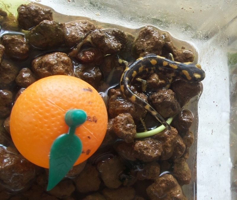 フロリダブチイモリ幼生2