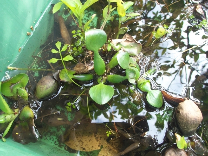 採集したホテイアオイ。