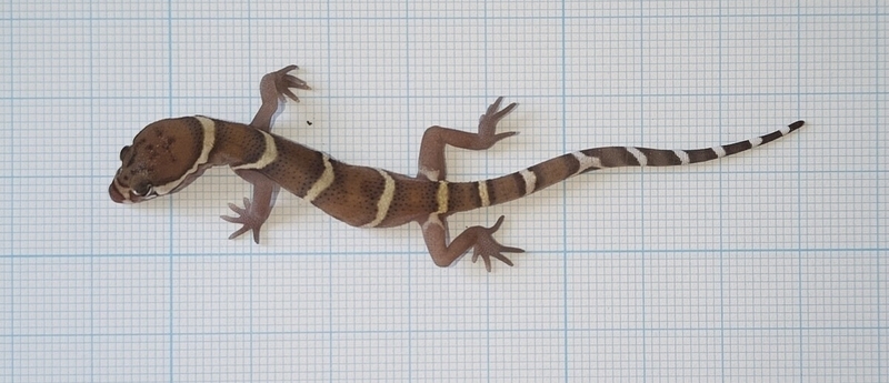 ボウシトカゲモドキ