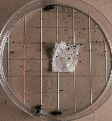 a-maculatum cleanbanded