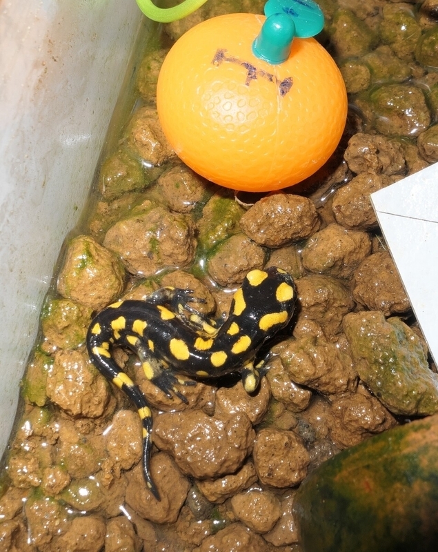 ムジハラサラマンダー幼体-1-