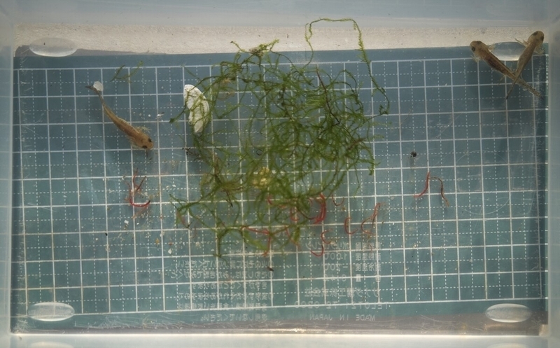 ムジハラサラマンダー幼生