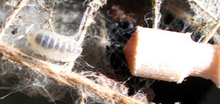 パイド　オカダンゴムシ　幼生