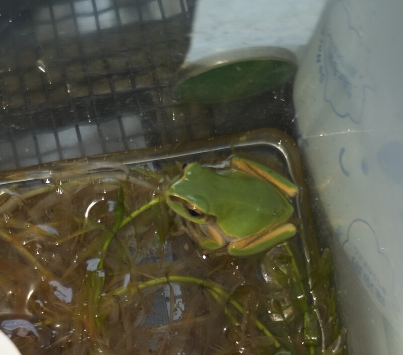 ニホンアマガエル