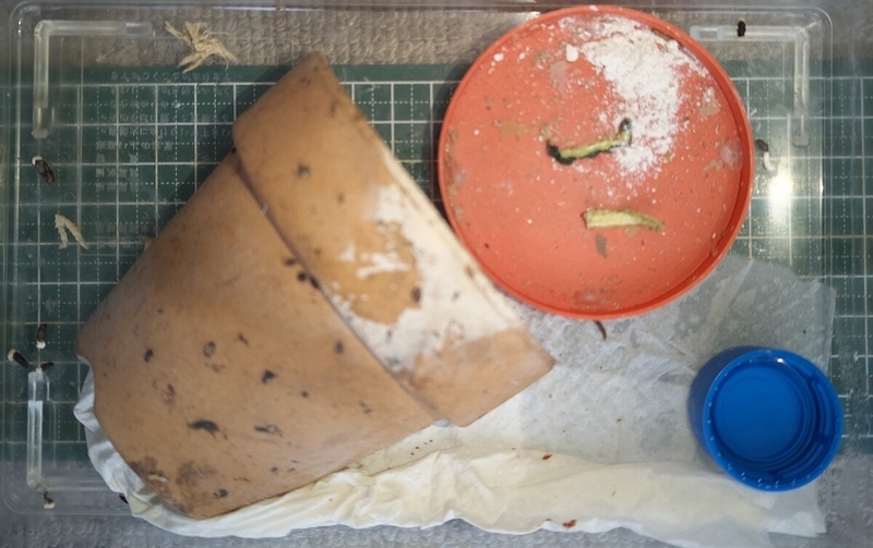 ボウシトカゲモドキ(底面にfocus)