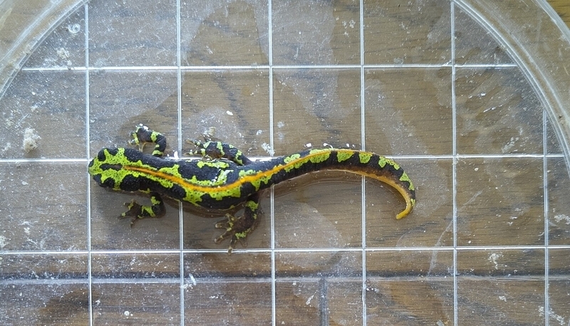 マダライモリのcb