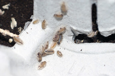 クマワラジムシパイド変異体の幼生がたくさん