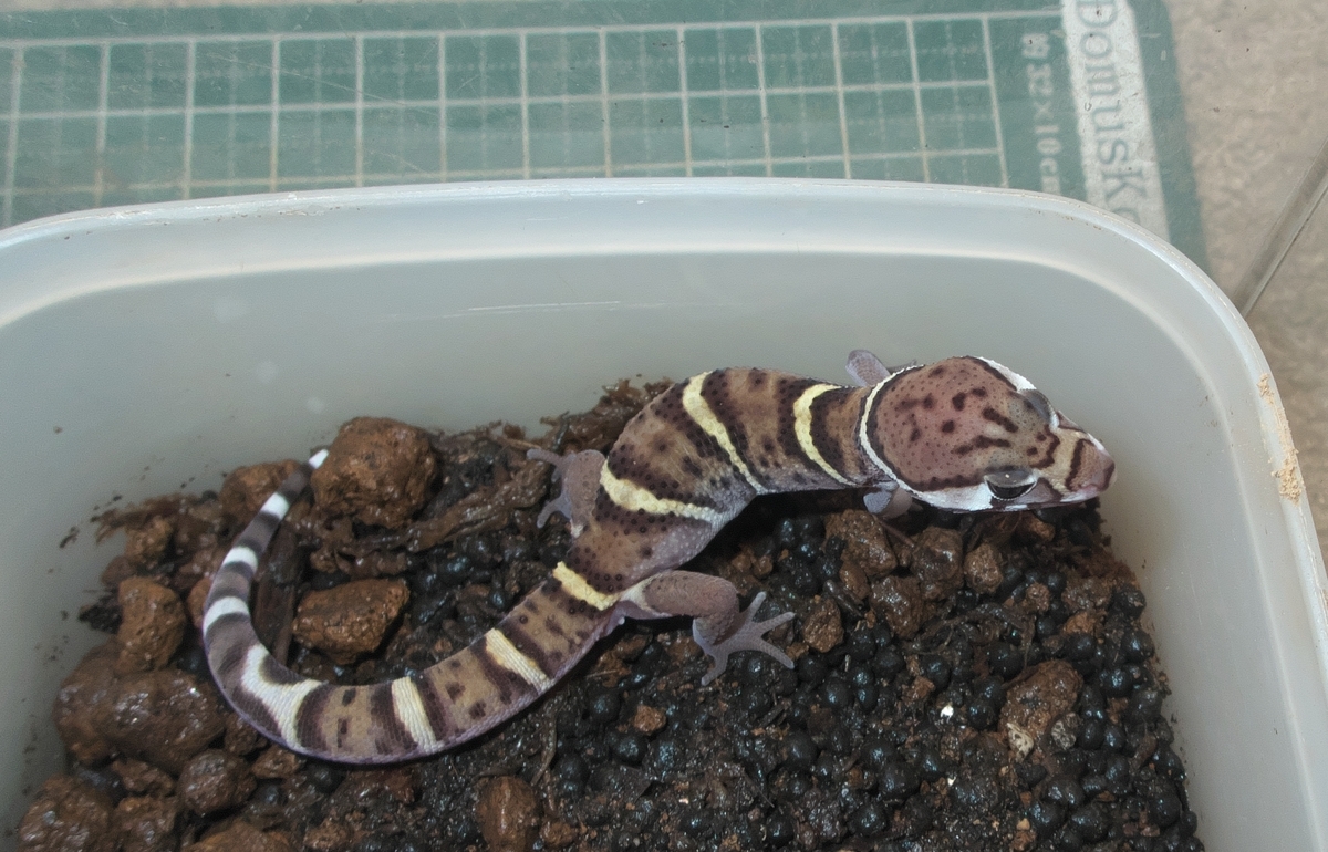 ボウシトカゲモドキオスの亜成体、成体に近い。