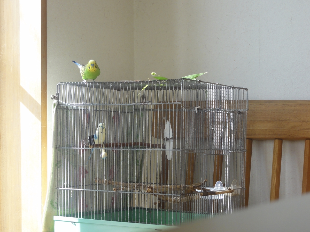 ケージの上のセキセイインコ