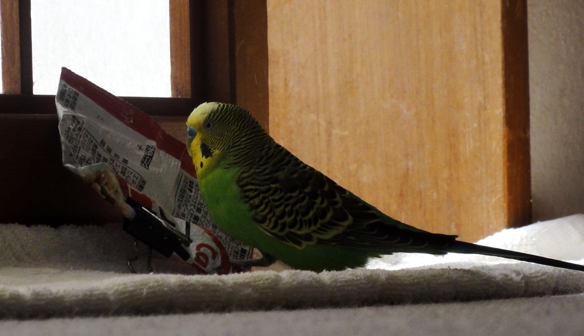 セキセイインコp-chan.