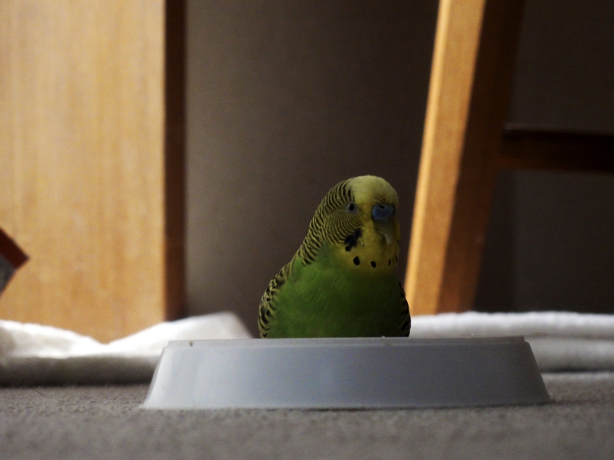 セキセイインコp-chan.、