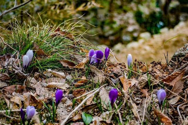 f:id:donPsato:20190322202956j:image f:id:donPsato:20190322202956j:image