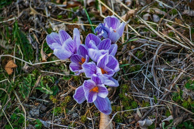 f:id:donPsato:20190330110523j:image f:id:donPsato:20190330110523j:image