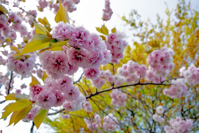 f:id:donPsato:20190428210221j:image f:id:donPsato:20190428210221j:image
