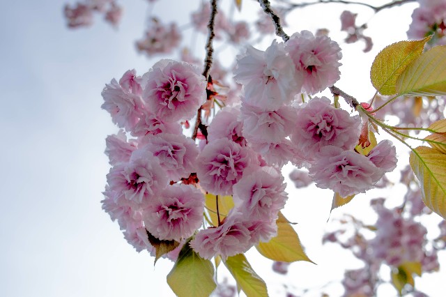 f:id:donPsato:20190428210241j:image f:id:donPsato:20190428210241j:image