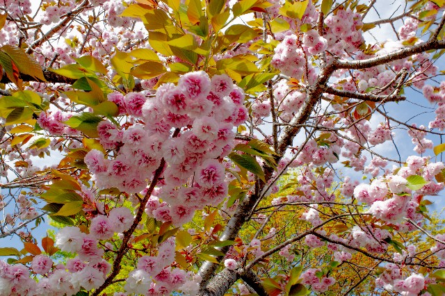 f:id:donPsato:20190428210257j:image f:id:donPsato:20190428210257j:image