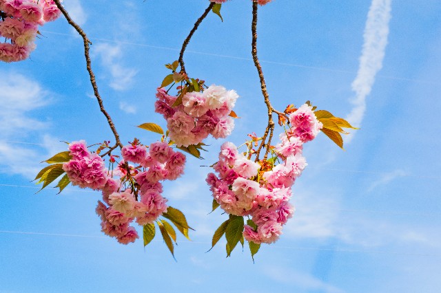 f:id:donPsato:20190428210310j:image f:id:donPsato:20190428210310j:image