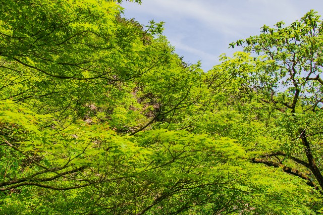 f:id:donPsato:20190505192609j:image f:id:donPsato:20190505192609j:image