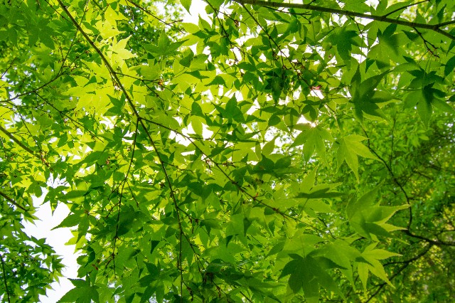 f:id:donPsato:20190505192849j:image f:id:donPsato:20190505192849j:image
