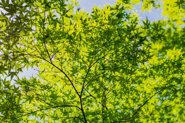 f:id:donPsato:20190505193514j:image f:id:donPsato:20190505193514j:image
