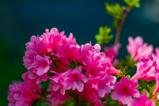 f:id:donPsato:20190505193638j:image f:id:donPsato:20190505193638j:image