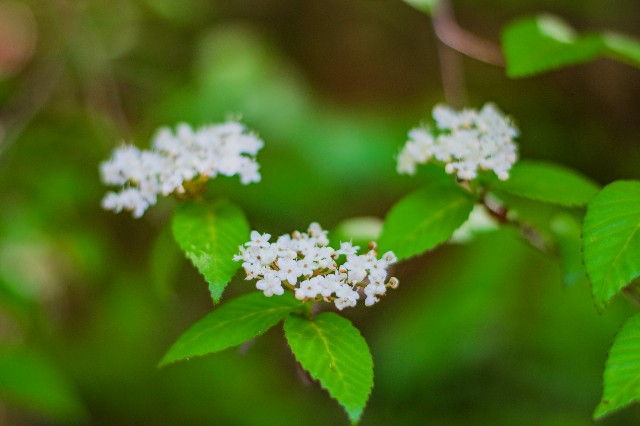 f:id:donPsato:20190505193707j:image f:id:donPsato:20190505193707j:image