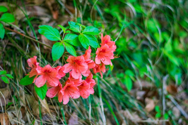 f:id:donPsato:20190505193738j:image f:id:donPsato:20190505193738j:image