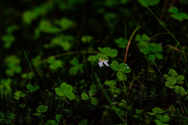 f:id:donPsato:20190629183330j:image f:id:donPsato:20190629183330j:image