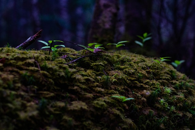 f:id:donPsato:20190629183622j:image f:id:donPsato:20190629183622j:image