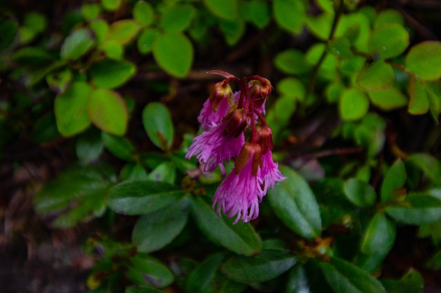 f:id:donPsato:20190629183727j:image f:id:donPsato:20190629183727j:image