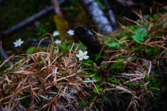 f:id:donPsato:20190629183758j:image f:id:donPsato:20190629183758j:image