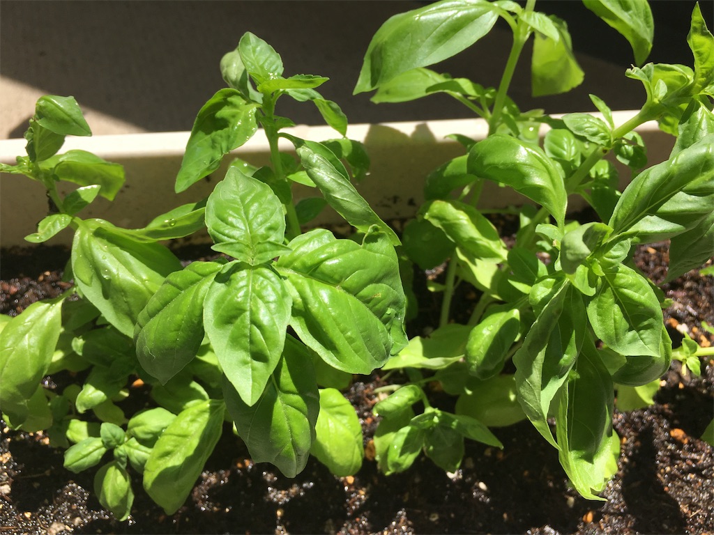 f:id:dona-san:20190809144324j:image