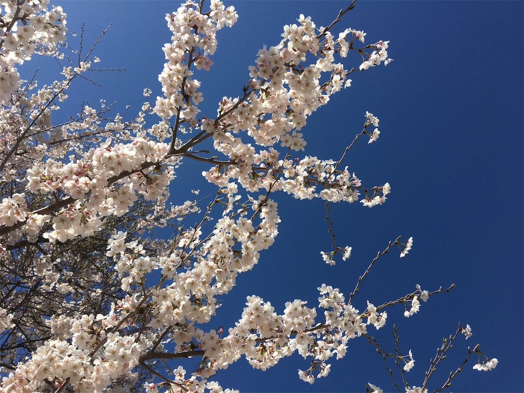f:id:donagaojisan:20190418221836j:image