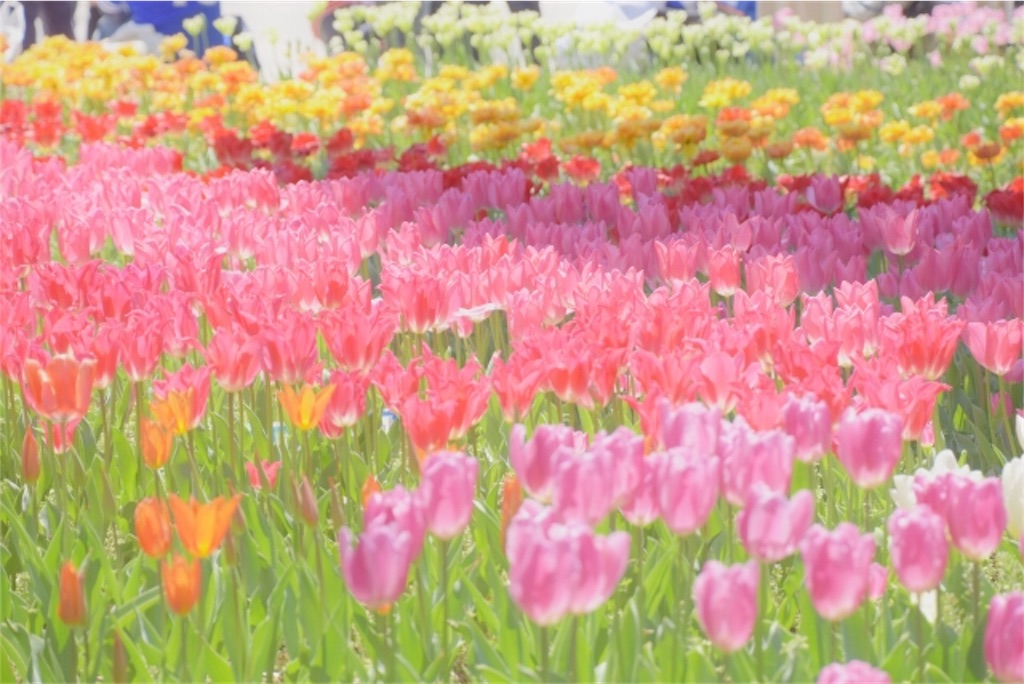 f:id:donagaojisan:20190430214521j:image f:id:donagaojisan:20190430214521j:image