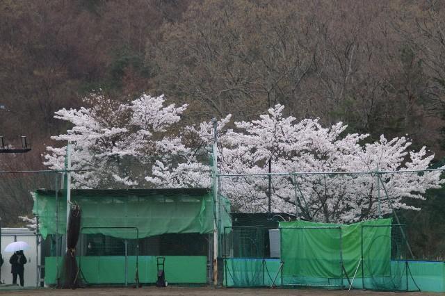 f:id:donagaojisan:20210405170141j:image