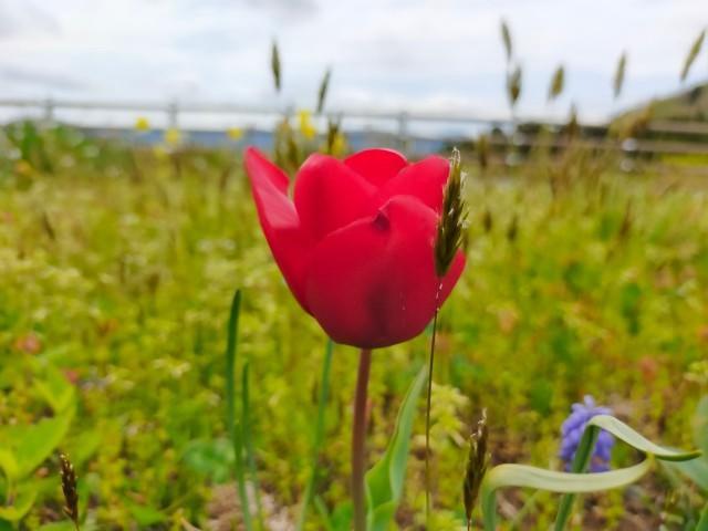 f:id:donagaojisan:20210430184932j:image