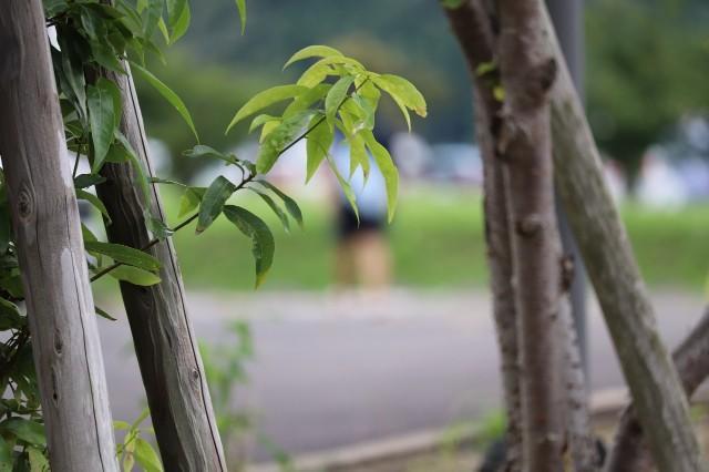 f:id:donagaojisan:20210820172209j:image