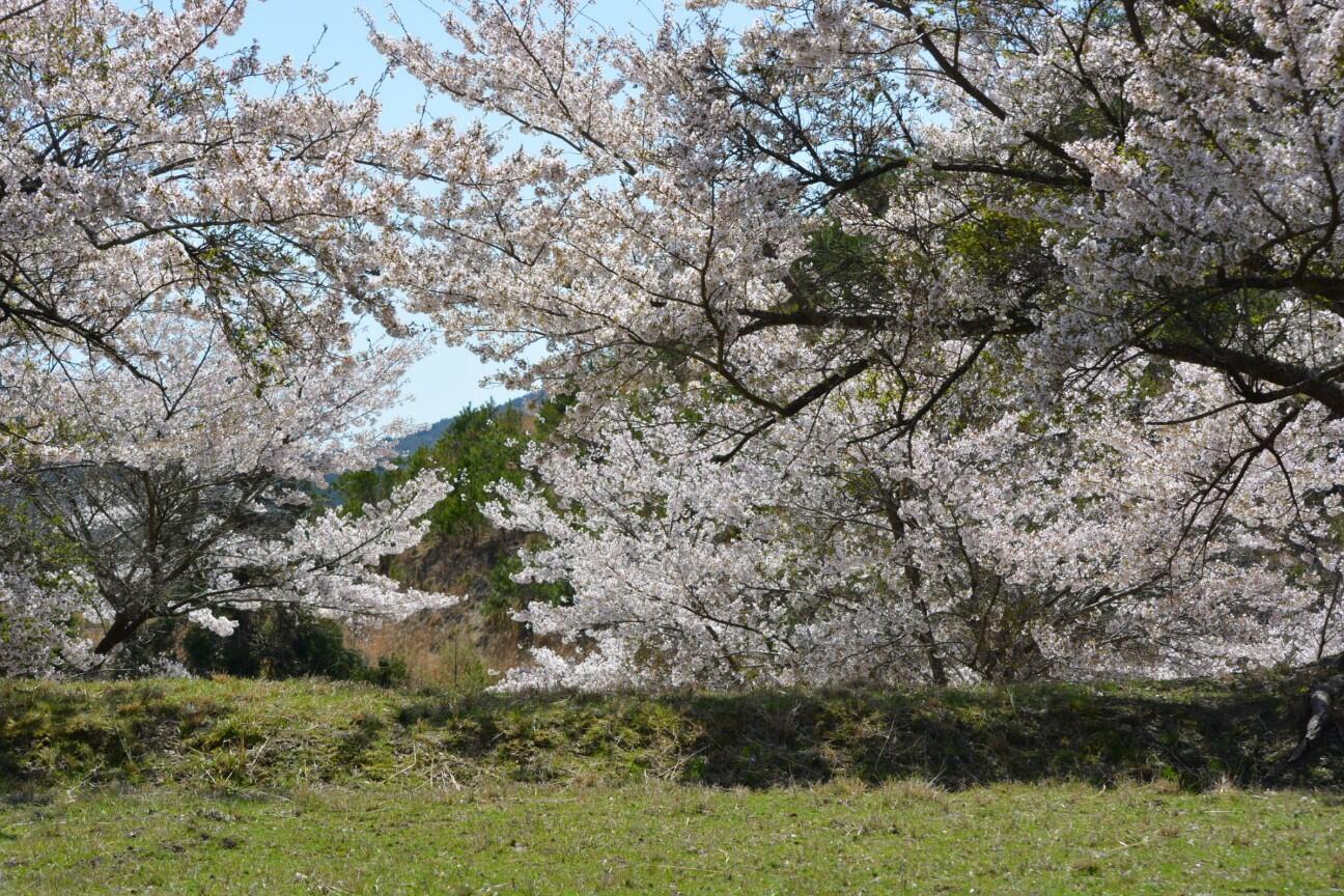 f:id:donagaojisan:20260413191010j:image f:id:donagaojisan:20260413191010j:image
