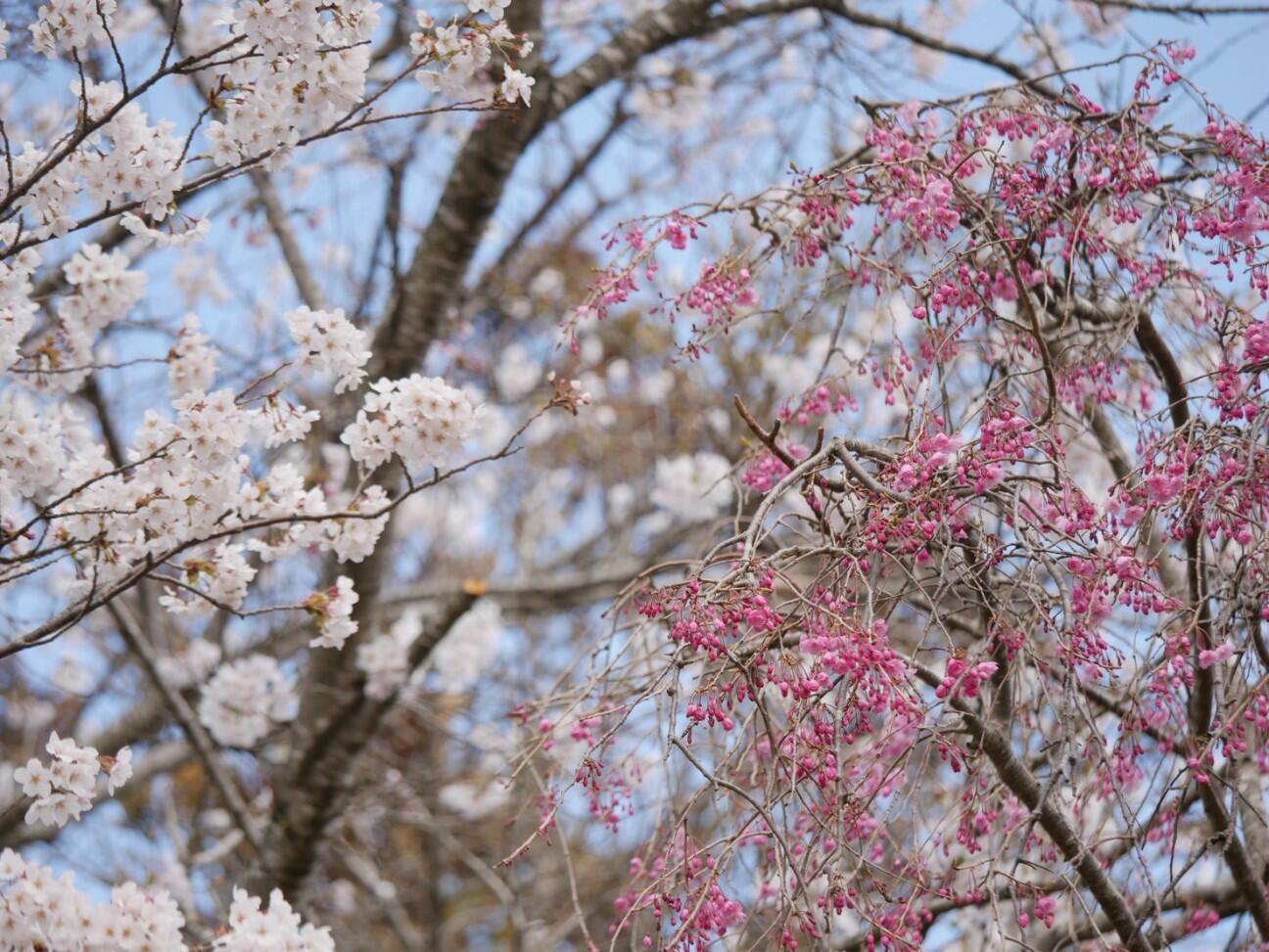 f:id:donagaojisan:20260430080513j:image
