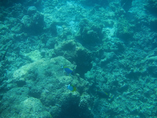 Thulhagiri Island Resort & Spa シュノーケリングツアー