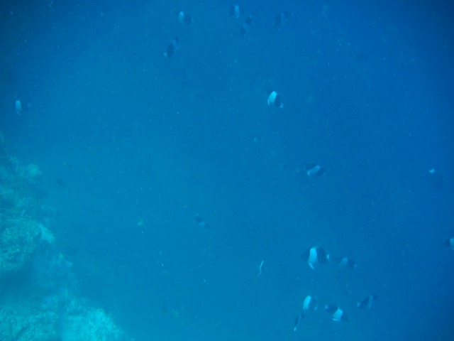 Thulhagiri Island Resort & Spa シュノーケリングツアー
