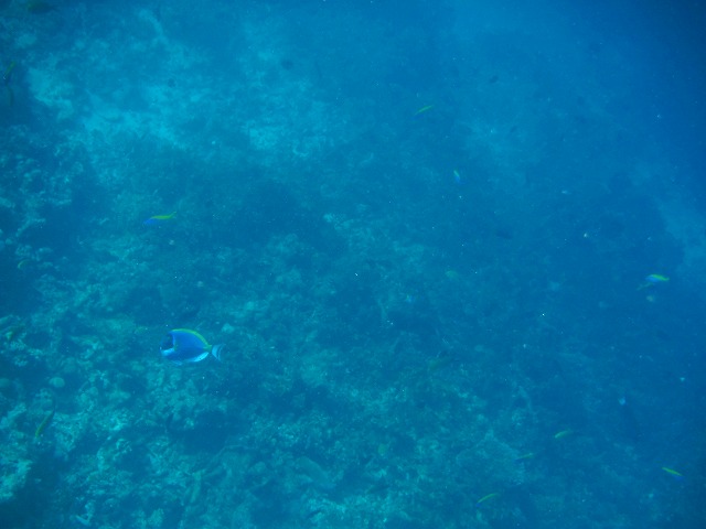 Thulhagiri Island Resort & Spa シュノーケリングツアー