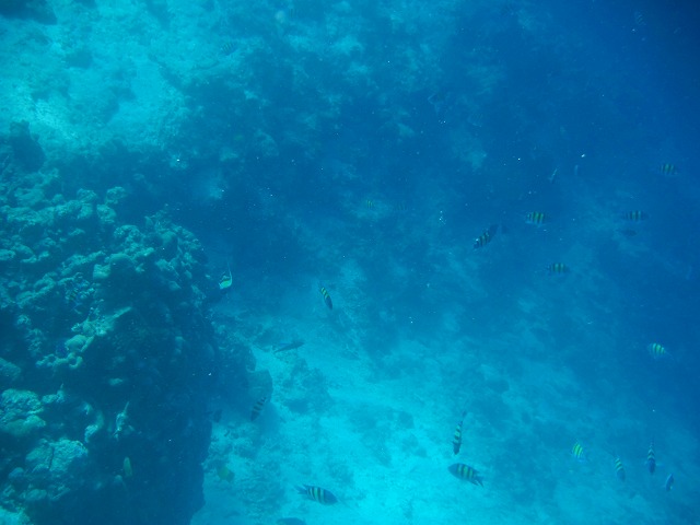Thulhagiri Island Resort & Spa シュノーケリングツアー